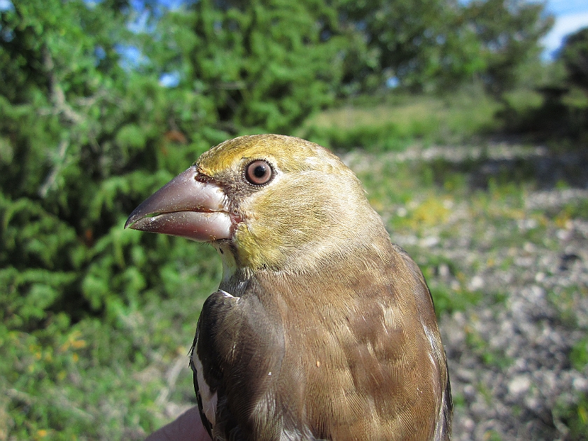 Hawfinch, Sundre 20120828